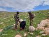 High Court petition demands protection for West Bank Palestinian herding communities