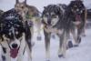 Partnership launched to bring veterinary care to rural Alaska