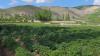 UN Provides Alternative Livelihoods to Over 3,000 Families in Afghanistan to Replace Poppy Cultivation