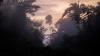 Global Warming Could Ravage the Amazon’s Useful Plant Species, Study Finds