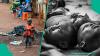 Breaking: Cholera outbreak hits ISWAP terrorists' stronghold, kills 9