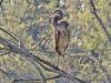 Lake Norman Wildlife seeking fellow conservationists