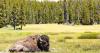 3,000 bison in Yellowstone's a 'bs number,' superintendent tells Montana governor