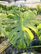 Station develops new Swiss cheese plant cultivar