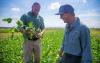 MSU research identifies farming practices that improve irrigation efficiency