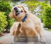 Fi Ultra Launches as World’s First Starlink-Powered Smart Dog Collar