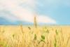 Expanding weed control options