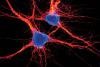 C1 Neurons Identified as Master Anxiety Switch