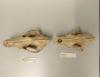 Wolf skulls tell a story that climate alone can't explain