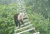 How effective are canopy bridges really?