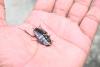 Miniature Diving Suit for Cockroaches Opens Door for Navigating Hazardous Land-Water Environments