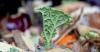 Windhoek destroys 580 tonnes of unsafe food