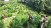 Nepal: Gandaki Province passes bill to legalise marijuana cultivation