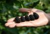 Serbian berry industry bets on fresh markets and modern genetics