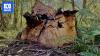 Environmental groups raise concerns about logging 'by stealth'