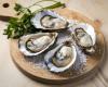 Whole oyster extract could turn shellfish waste into a gut health solution