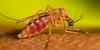3 more West Nile cases confirmed in South Carolina