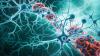 Engineered AAVs Harness Glymphatic System to Reach Brain Targets in Mice