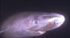 This 400-Year-Old Shark May Hold the Secret to Preserving Human Vision