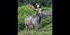 Tajikistan Notes Conservation Success as Markhor Population Grows