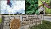 Georgia health officials warn Cyclospora rise amid national uptick in parasite infections