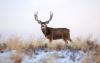 The Long Campaign to Criminalize Hunting and Fishing With Out-of-State Funding Should Trouble Outdoorsmen