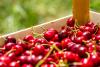 Global Cherry Markets Shift as Harvests Expand Across the Northern Hemisphere