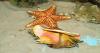 Lawsuit filed to protect queen conch