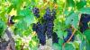 Oregon wine industry sees steep decline