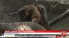 Baby Lemur Gets New Name