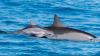 Human activity and tourism may be reducing spinner dolphin calf survival in Hawaii, study suggests
