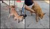 Mimi The Container Cat Who Took An Unplanned Trip From Japan Actually Has A Malaysian Owner