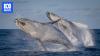 Indigenous-led whale tour shares thousands of years of observations and knowledge