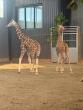 Virginia AG’s office locates baby giraffes missing from zoo