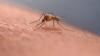 West Nile Virus found in mosquito test sample in Jamaica Plain