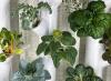 Howard County Students Grow Fresh Produce in Schools Via Hydroponic Gardening Systems