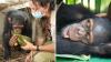Pet chimp fell ill, and vets raced as Congo teams rescued her from Equatorial Guinea
