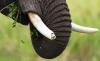 Eight elephant bulls fought over Lima Lima in Kenya, until one rival's tusk snapped