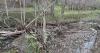 Grandfather Mountain hiking trail damaged by Helene reopens