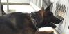 Police K-9 who served Anchorage, survived sword stabbing, dies at 14