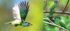 Hidden Jewel Of Forests 