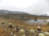Colombia’s Peatland Ecosystem Stores More CO2 Than the Amazon Rainforest