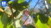 Cattle farmer plants 14,000 trees to help slow flow of flood water