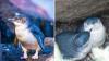Australia and New Zealand are home to the world's smallest penguin, the little blue