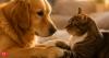 Dogs vs. cats: Which pet is more loyal? Scientists reveal the surprising truth most owners never expected
