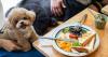 Hong Kong eateries welcome dogs as city relaxes ban