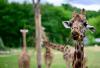 Zoo Tickets Fund Field Science: AZA’s 56-Program Race to Reverse Extinction