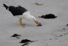 First case of deadly H5N1 confirmed in Australian seabird