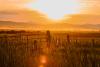 West braces for heat dome this weekend as Montana nears 108, Rockies eye records, wildfires burn