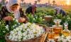 Egypt's Jasmine Fields Supply Fragrance Behind World's Luxury Perfumes